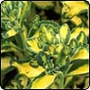 Variegated Sedum