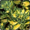  Variegated Sedum 