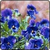 Self Seeding Plants 