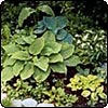 Hosta Plants in the Shade