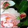Rose Magic - From Stalk to Shrub