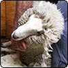 Fred's First Shearing