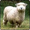 Sheep & Lambs