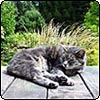 Stumpy Cat Snoozing