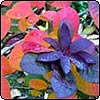 Purple Smoke Bush