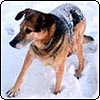 The Snowfall of 2003
