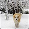 Puppy in the Snow