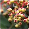  Sorbus 