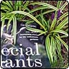 Special Plants