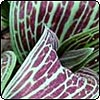 Stars of Spring