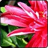 Spiky Red Camellia