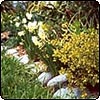 Spring in the Appletree Border