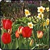 Spring Gardening