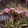 Stables Garden Border