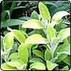 Stachys