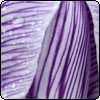  Blue Spring Crocus 