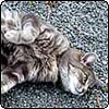  Cat Tummies 
