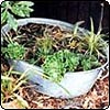 Early Container Gardening