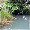 The Pond in Summer