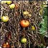 Garden Potager