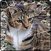 Tiger the Tabby Cat