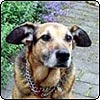 Taj-dog