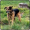 Tree Stump Dog