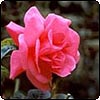 Large Hybrid Tea Bush Rose