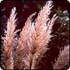 Toe Toe Grass