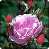 Too Many Roses