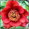 Tree Peony
