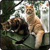 Winter Gardening Cats