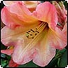 Garden Club Spring Trip