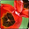 Red Tulips