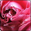 Uetersen Rose
