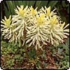  Variegated Euphorbia 