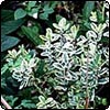  Variegated Hebe 