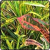Gardens of Savaii