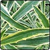 Variegated Wallflower
