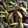 Veined Viburnum