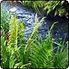 Water Garden Ferns