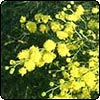  Wattle in Flower 