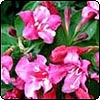 Weigela