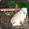 A Well-Groomed Dog