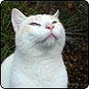  Moosey News : November 2007 