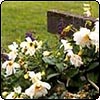  White Dahlia Flowers 