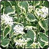 Variegated Honesty
