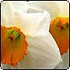 Daffodils with Orange Centres