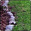 Willow Tree Lawn