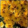 Chrysanthemum Flower Close-Up